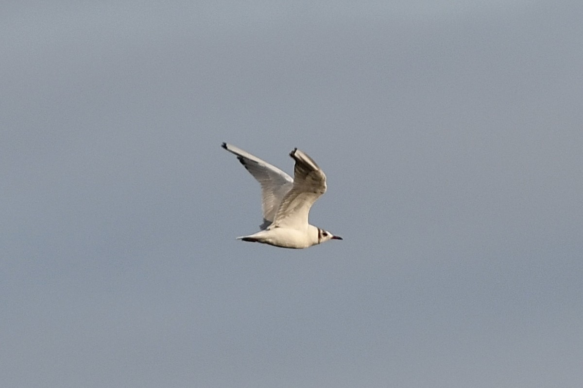 Gaviota Reidora - ML609625429