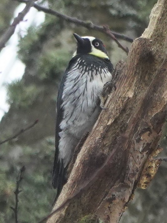 Acorn Woodpecker - ML609625434