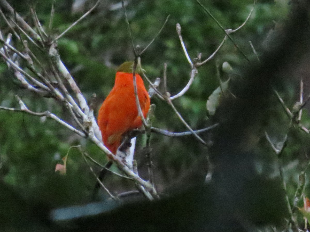 Orange Dove - Ben Ward