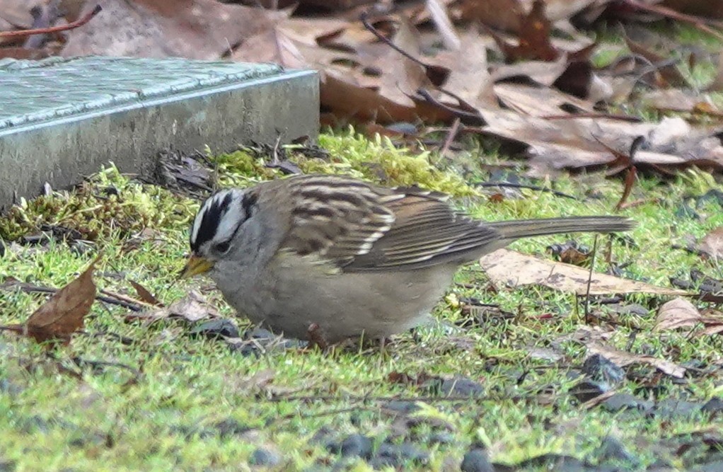 White-crowned Sparrow (pugetensis) - ML609625480