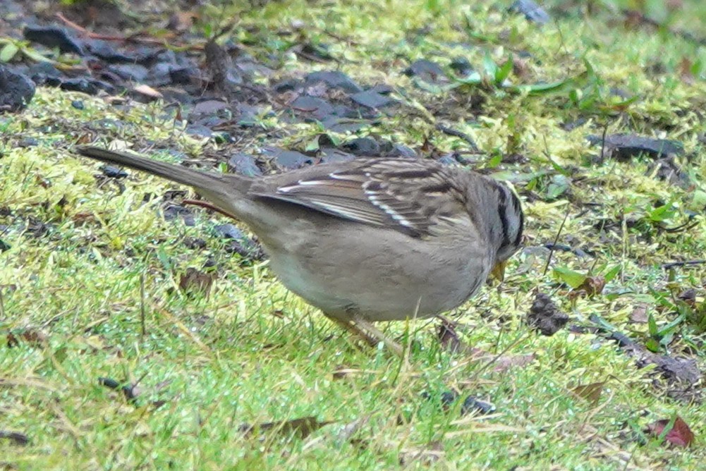 White-crowned Sparrow (pugetensis) - ML609625482
