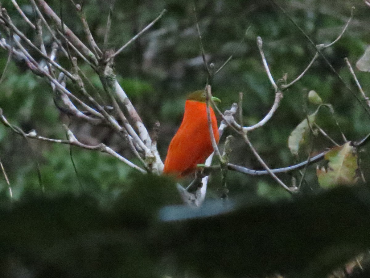 Orange Dove - Ben Ward