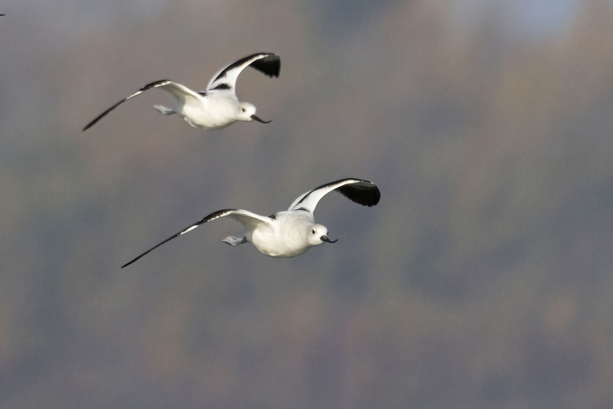 American Avocet - Gerald Romanchuk