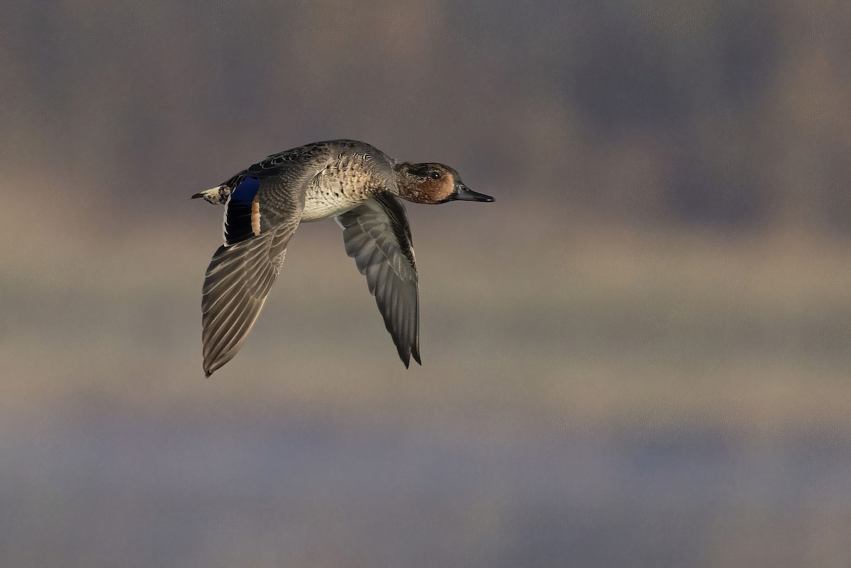 Green-winged Teal - Gerald Romanchuk