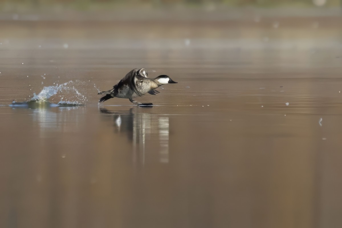 Ruddy Duck - Gerald Romanchuk