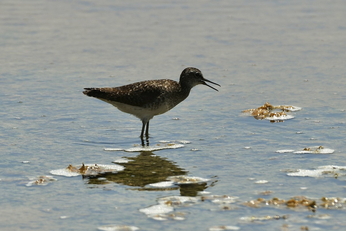 Wood Sandpiper - Julien Amsellem