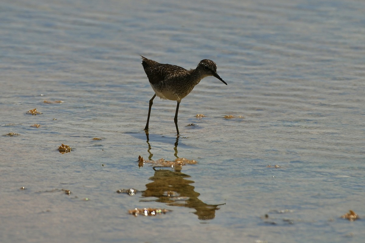 Wood Sandpiper - ML609625548