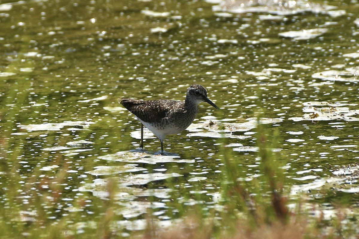 Wood Sandpiper - ML609625549