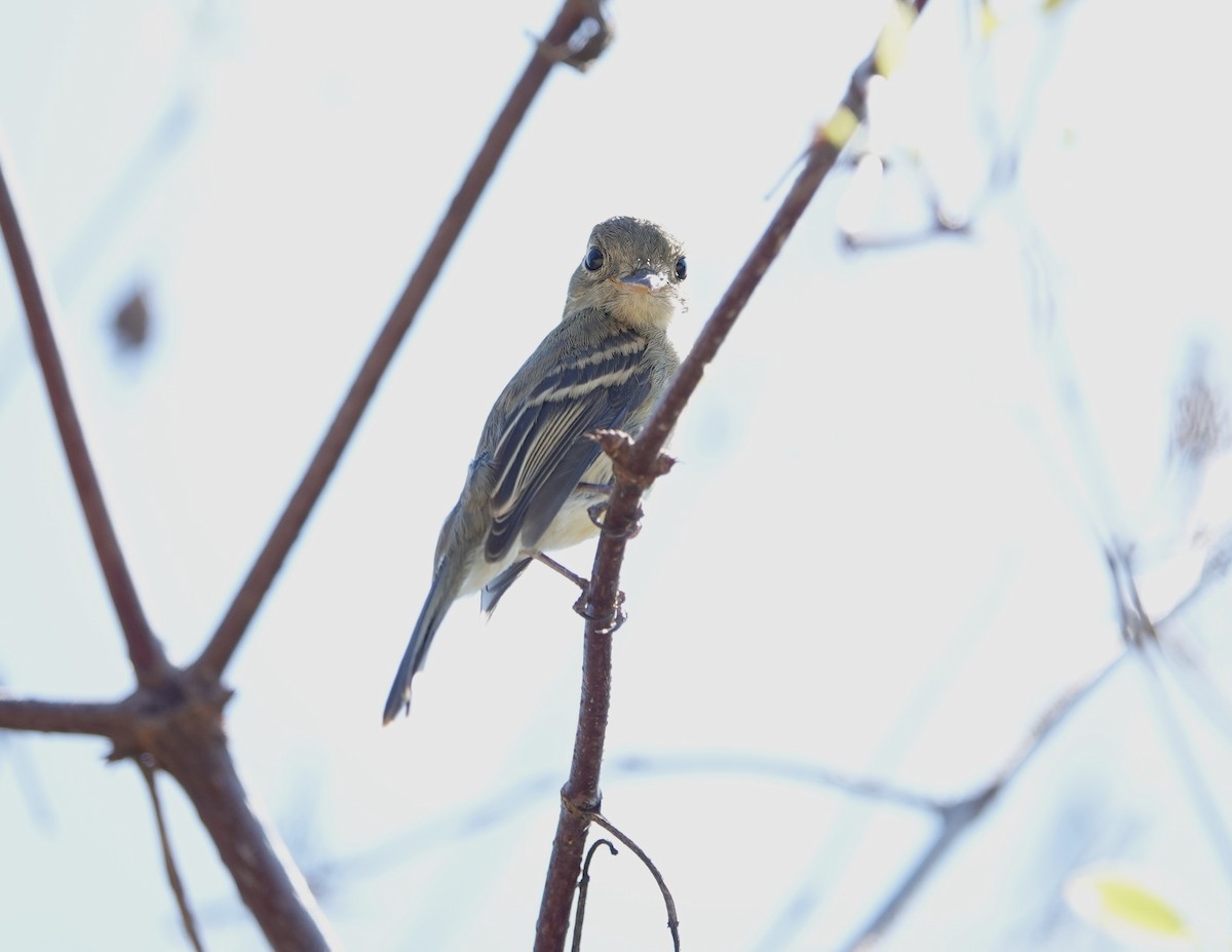 Western Flycatcher (Pacific-slope) - ML609625584