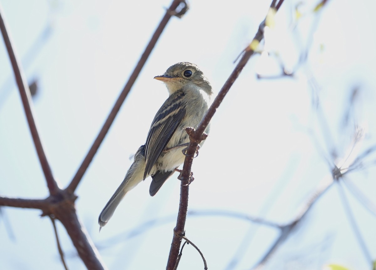 Western Flycatcher (Pacific-slope) - ML609625585