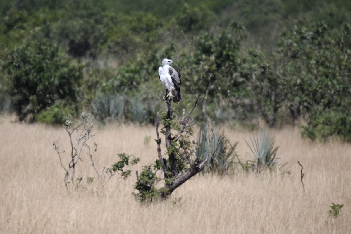 Martial Eagle - ML609625591