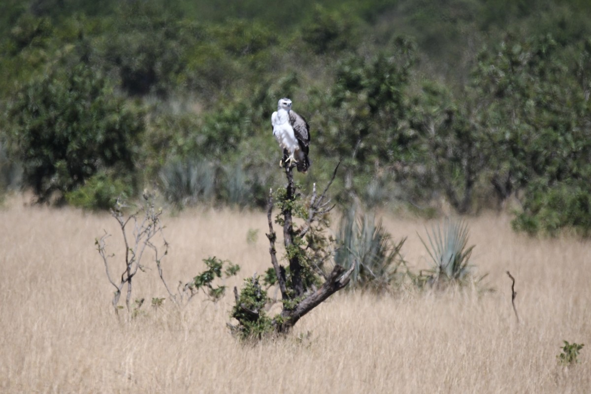 Martial Eagle - ML609625592