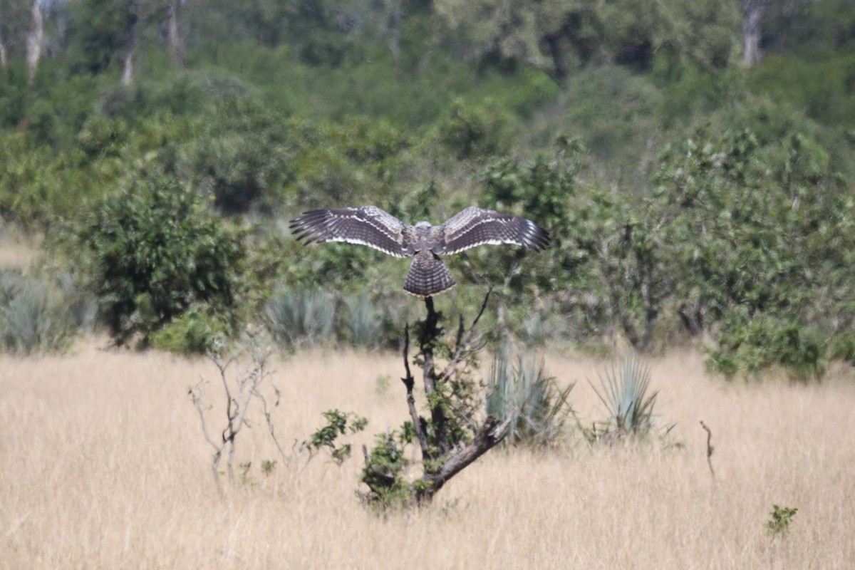 Martial Eagle - ML609625593