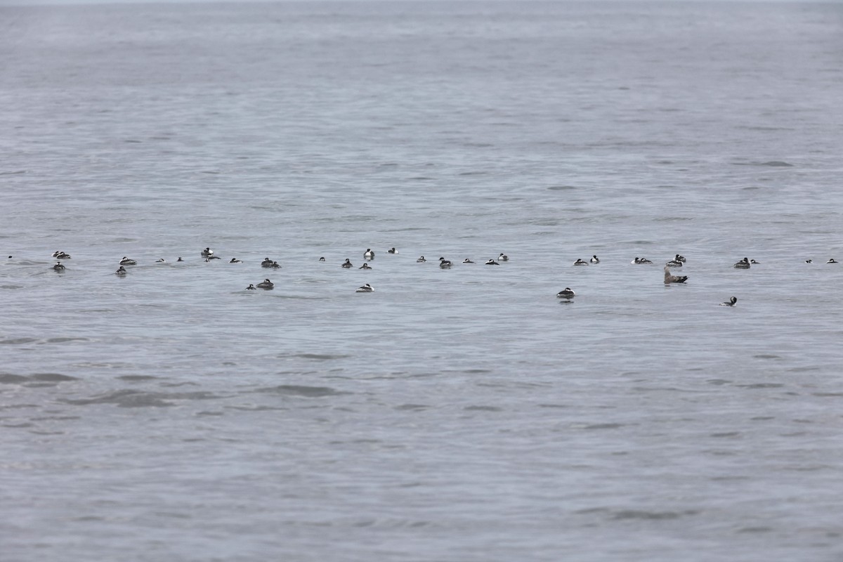 Horned Grebe - ML609625613