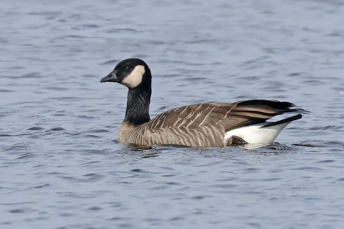 Cackling Goose - Brian Morin