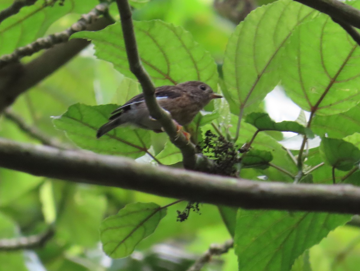 Pacific Robin - ML609625705