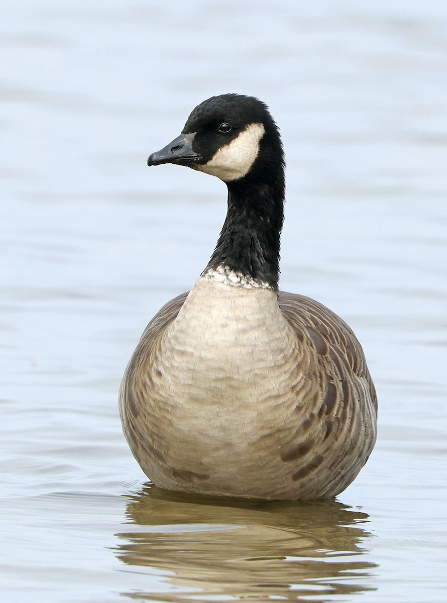 Cackling Goose - Brian Morin