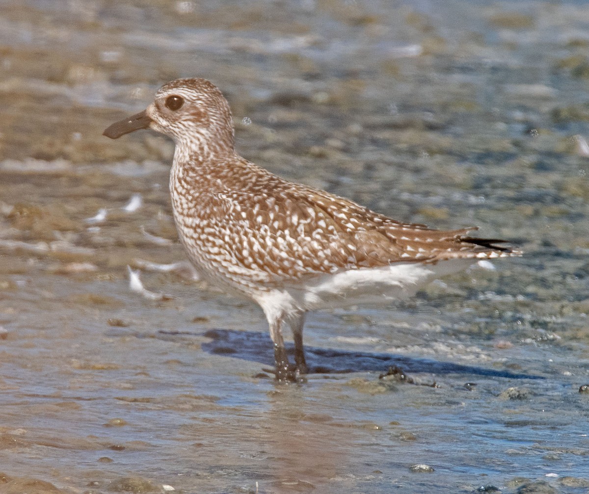 Black-bellied Plover - ML609625773