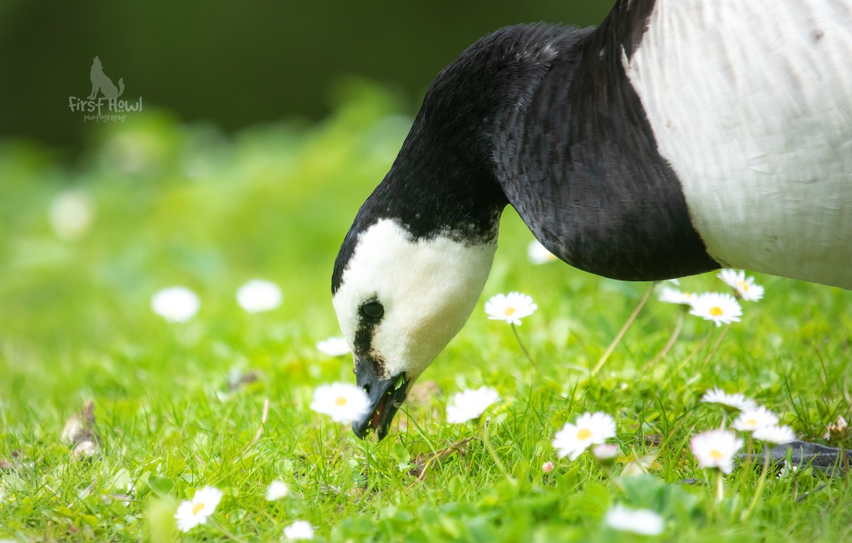 Barnacle Goose - ML609625792