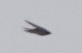 Barn Swallow (American) - ML609625808