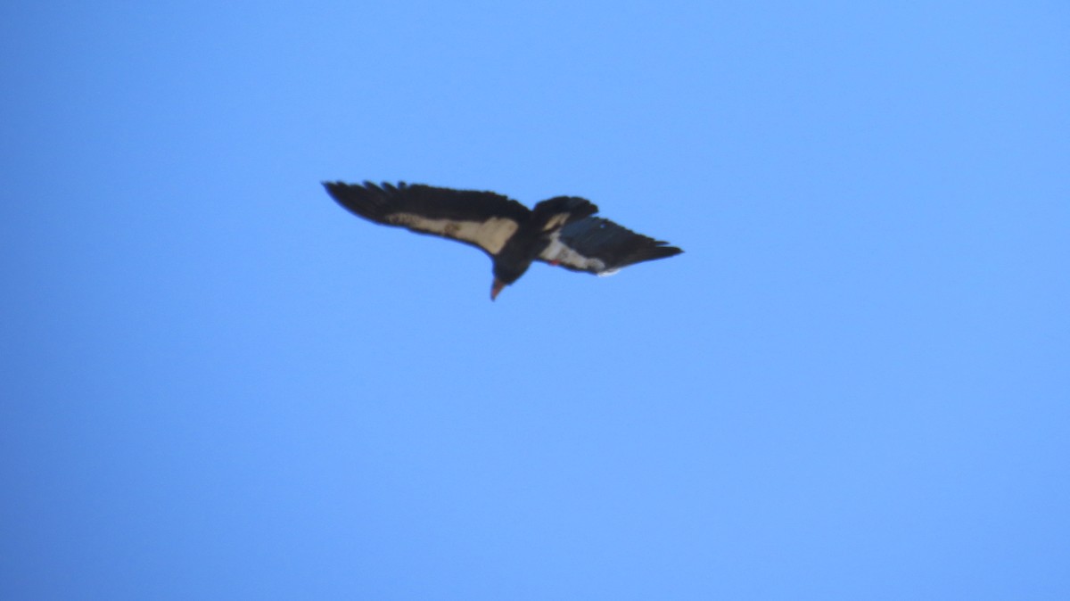 California Condor - ML609625810