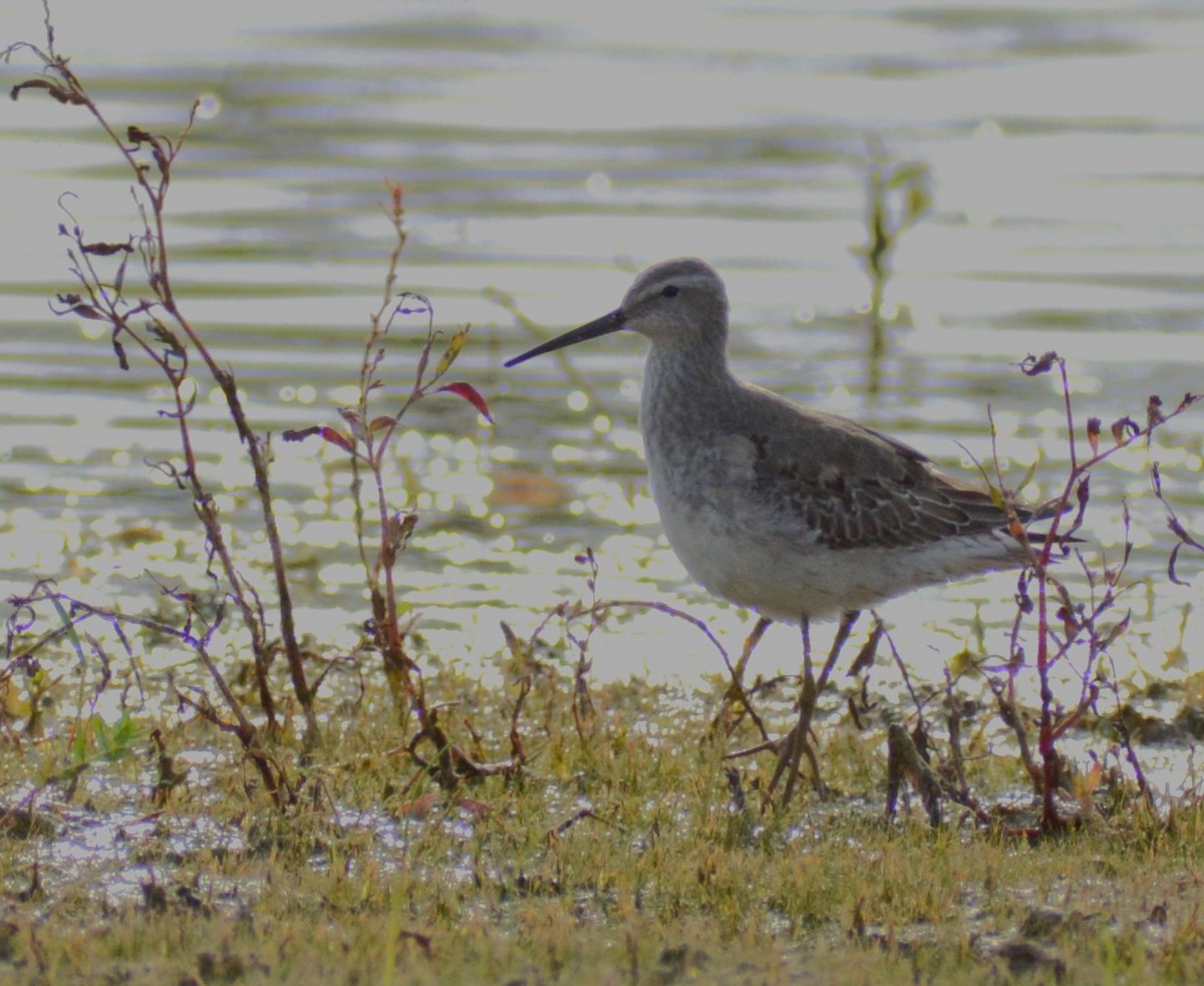 Stilt Sandpiper - Wendy Skirrow