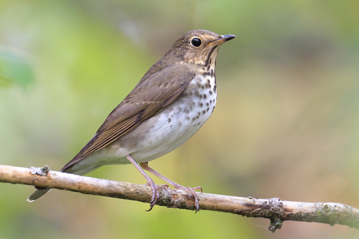 Swainson's Thrush - ML609625871