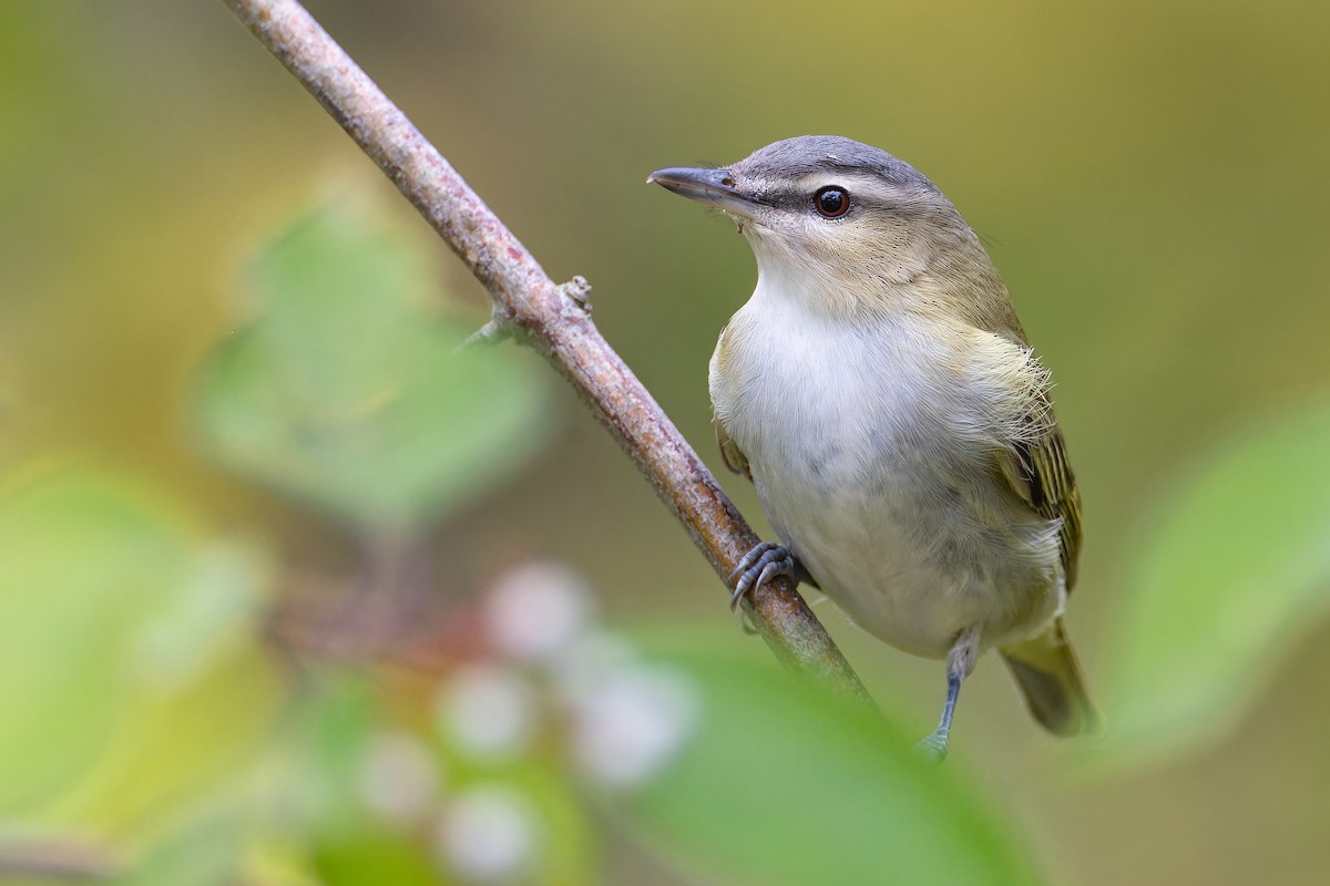 Red-eyed Vireo - ML609625893