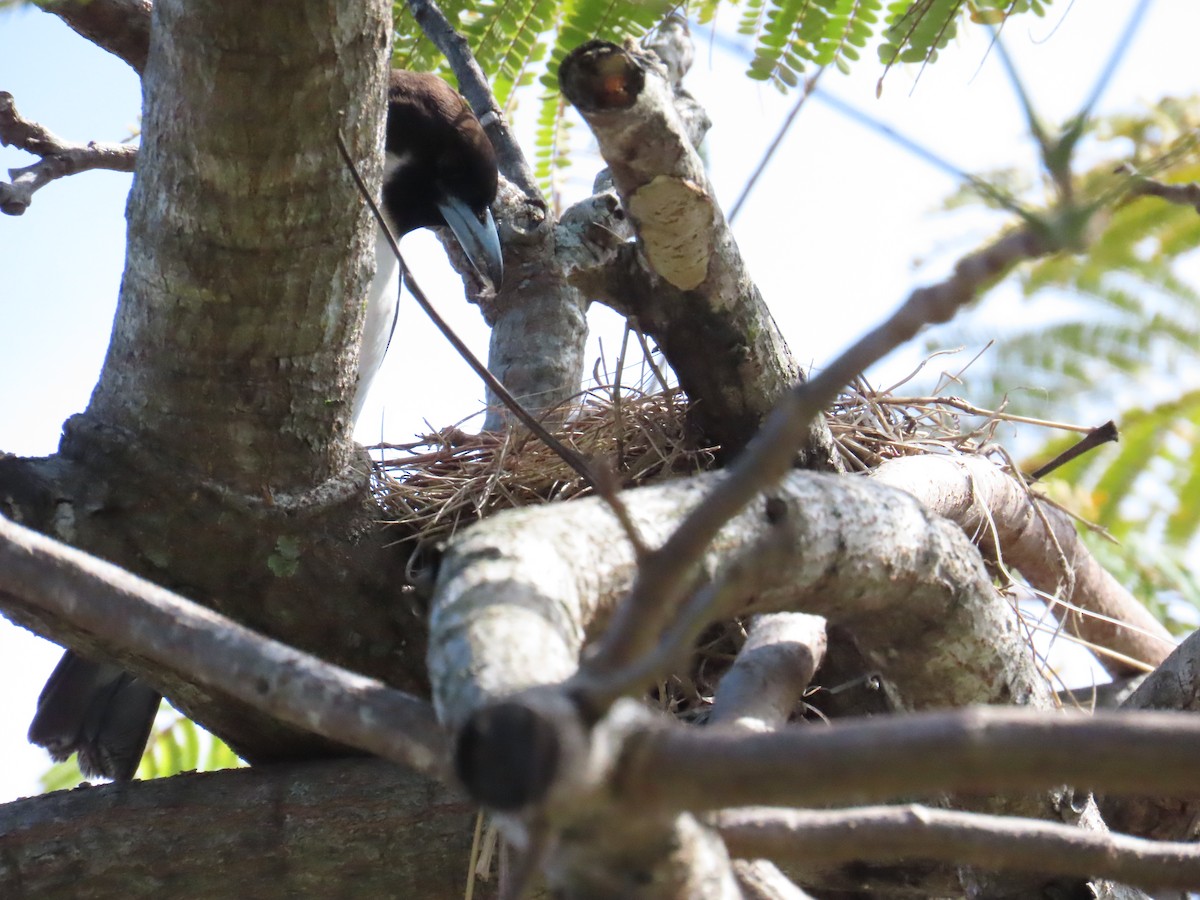 Fiji Woodswallow - ML609625909