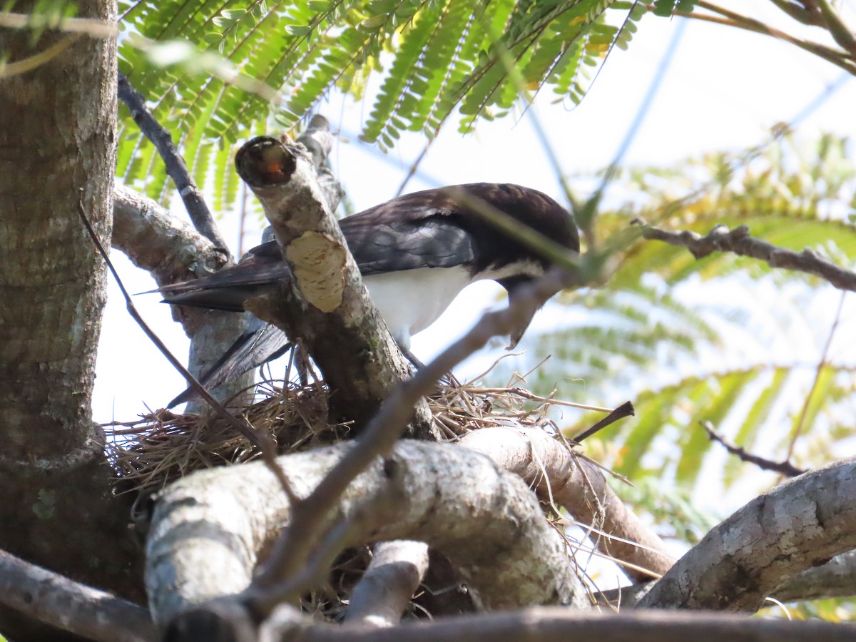 Fiji Woodswallow - ML609625911