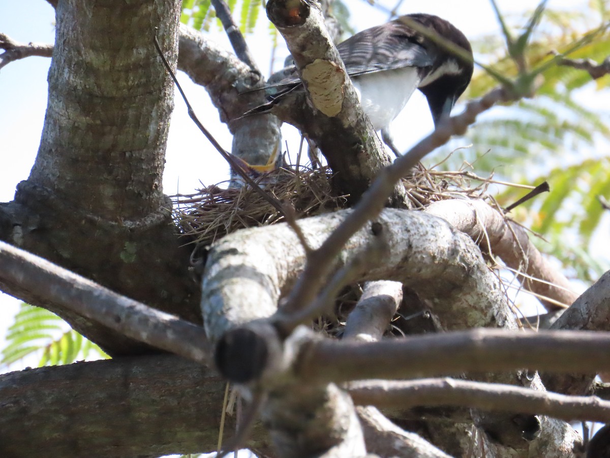 Fiji Woodswallow - ML609625912