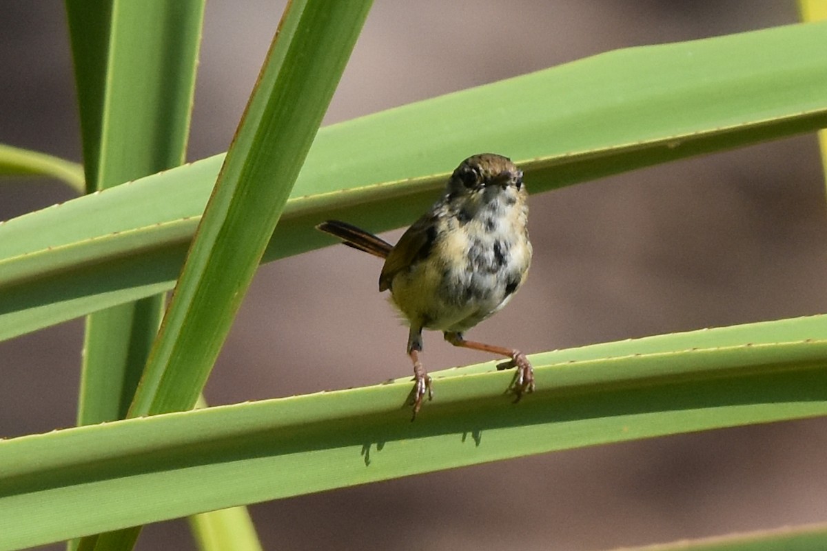 Red-backed Fairywren - ML609626063