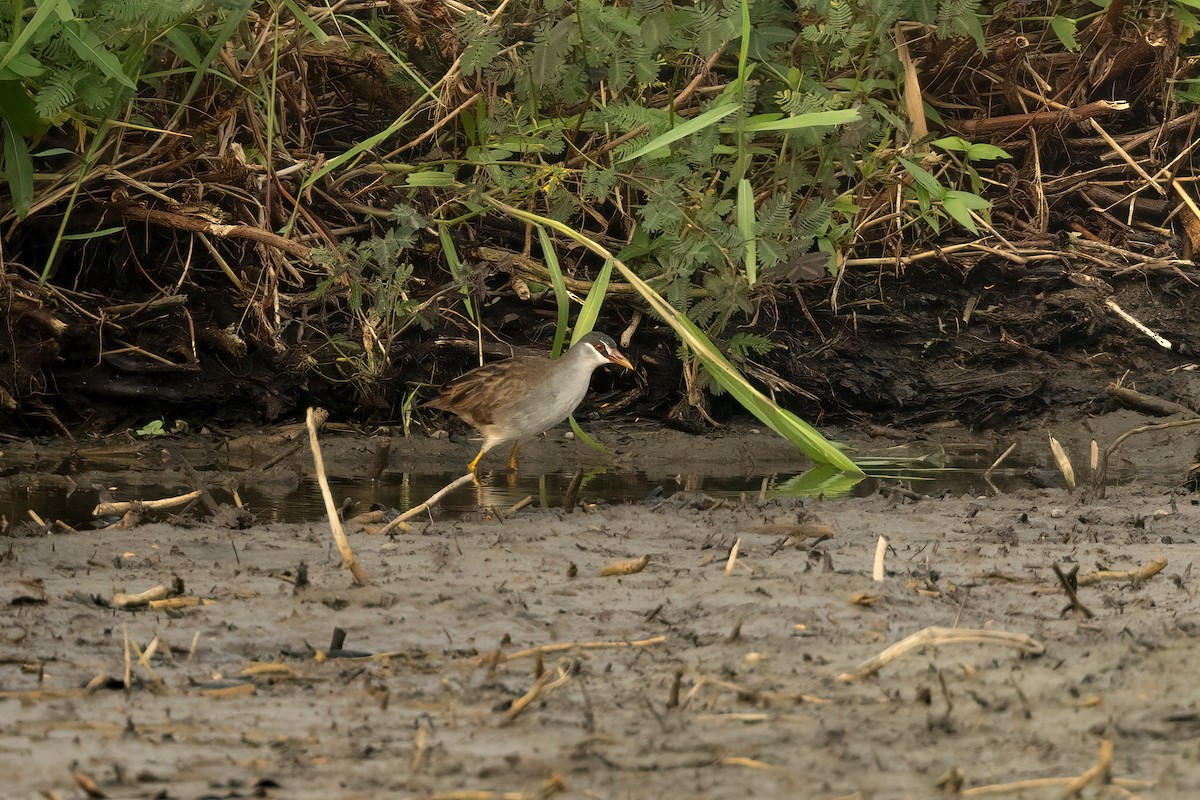 White-browed Crake - ML609626107