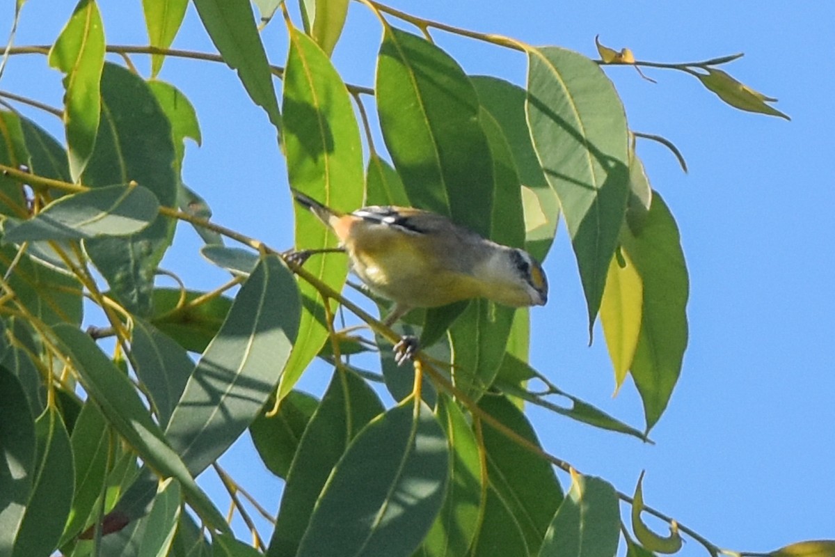 Streifenpanthervogel - ML609626156