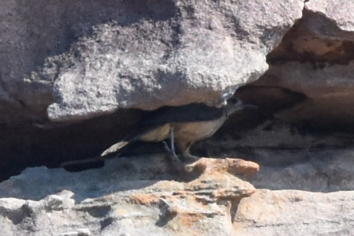 Sandstone Shrikethrush - Ted Kavanagh