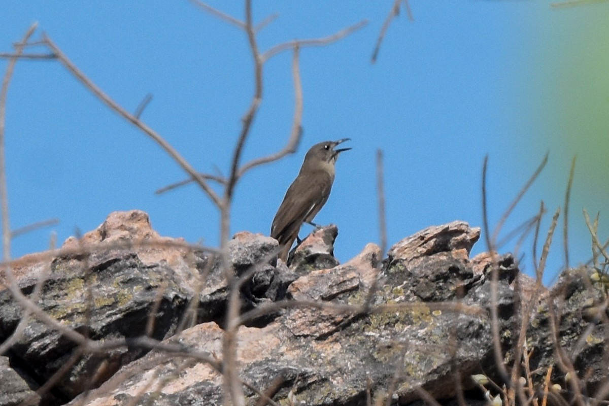 Sandstone Shrikethrush - Ted Kavanagh