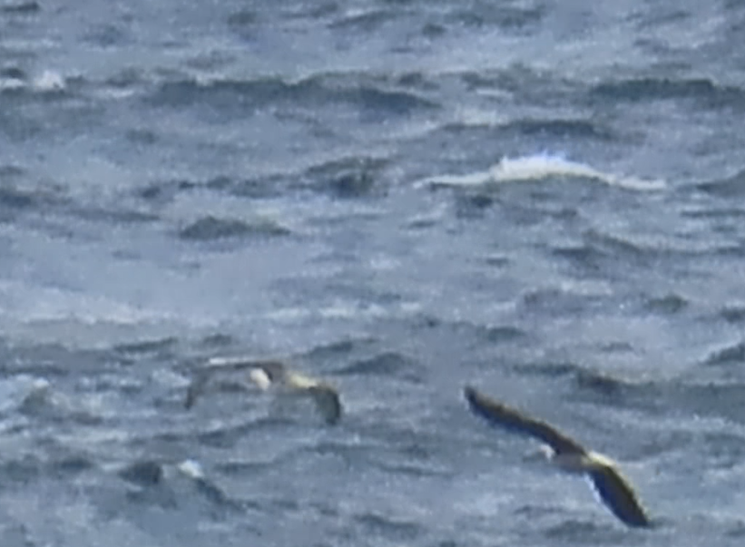 Red-footed Booby - ML609626181