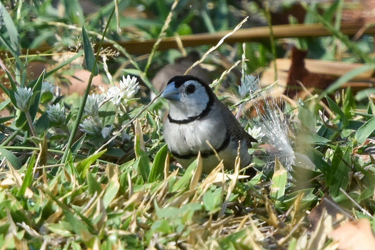 Double-barred Finch - Ted Kavanagh