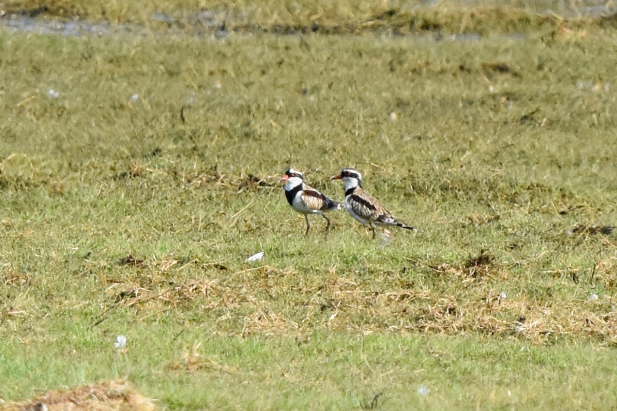 Black-fronted Dotterel - ML609626244