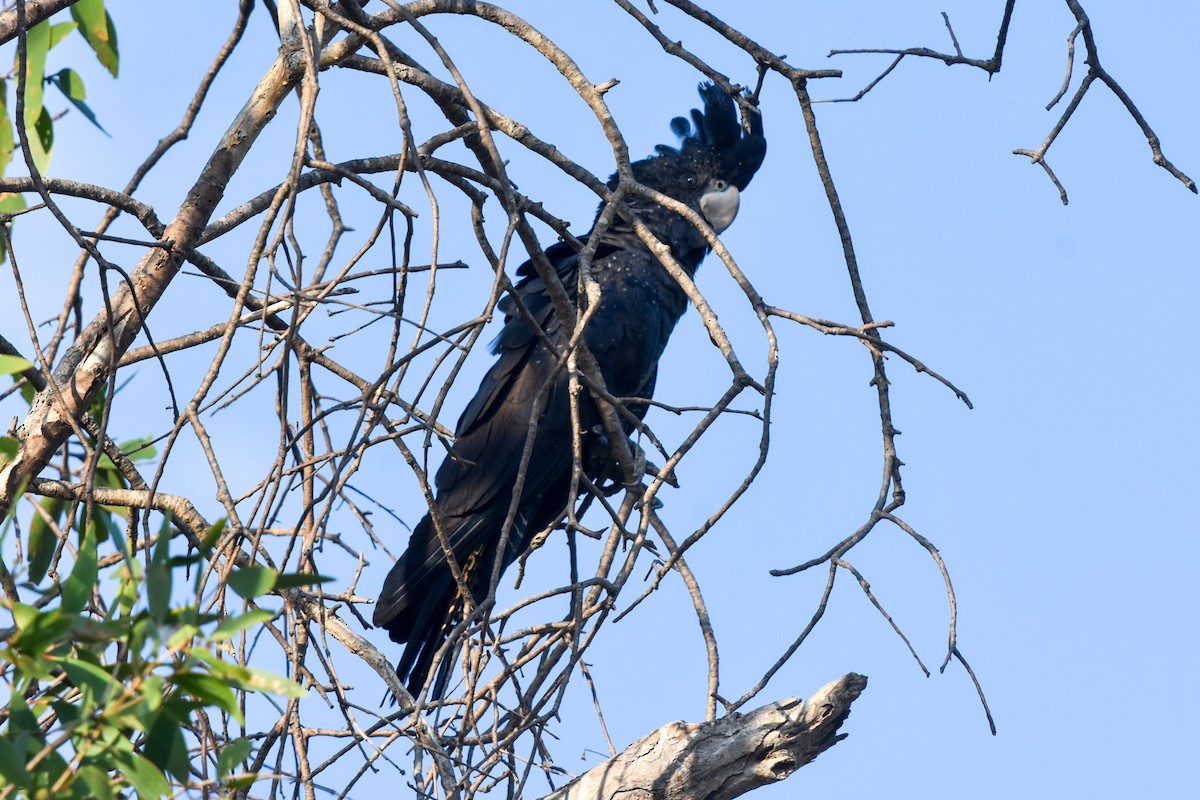 Red-tailed Black-Cockatoo - ML609626302