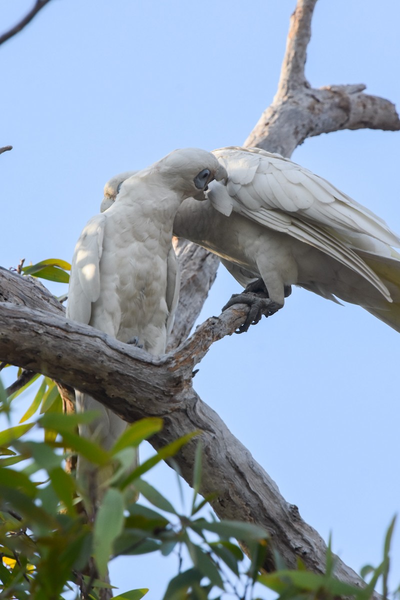 Little Corella - Ted Kavanagh