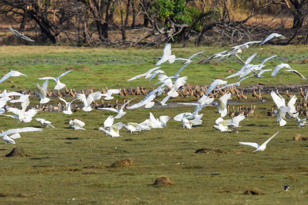 Little Corella - Ted Kavanagh