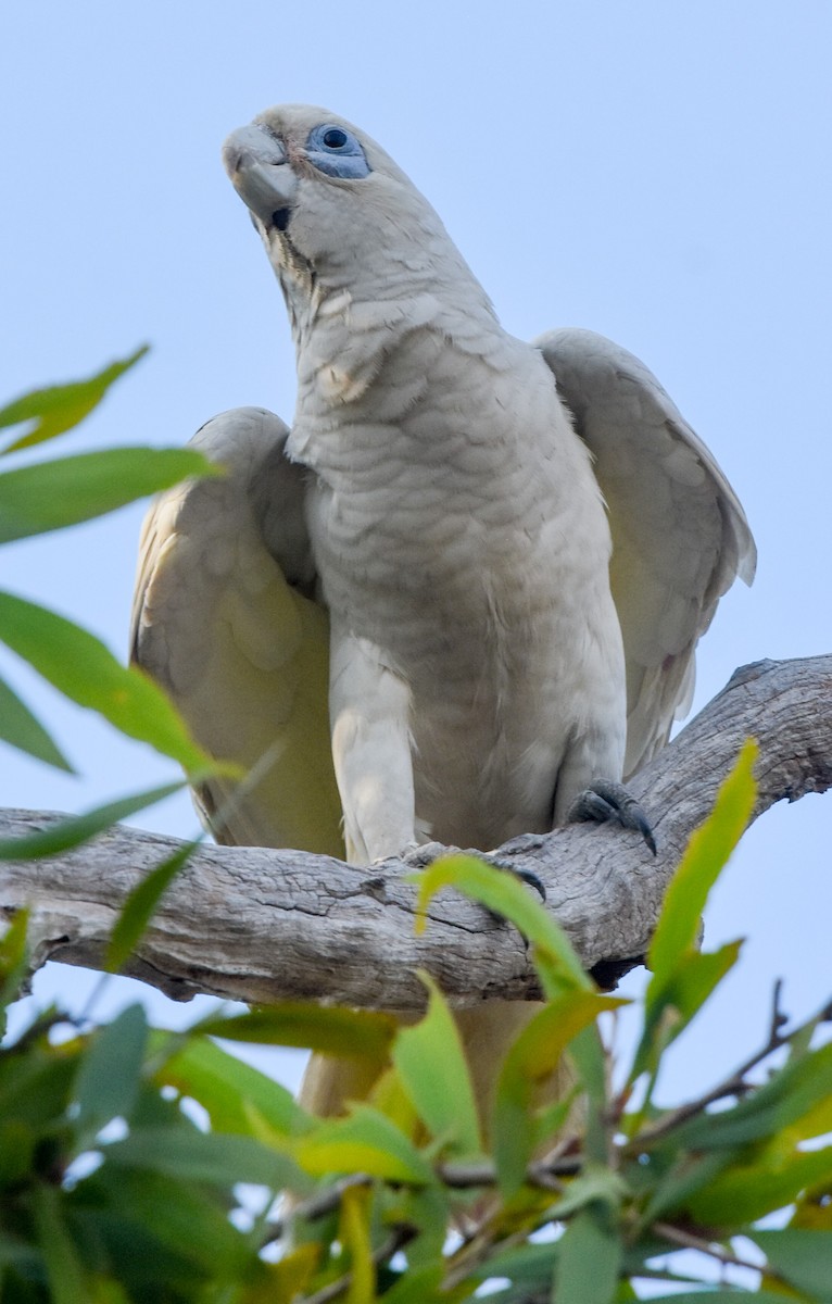 korellakakadu - ML609626307