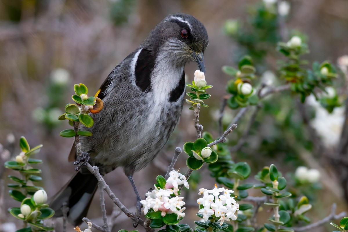 Crescent Honeyeater - ML609626409