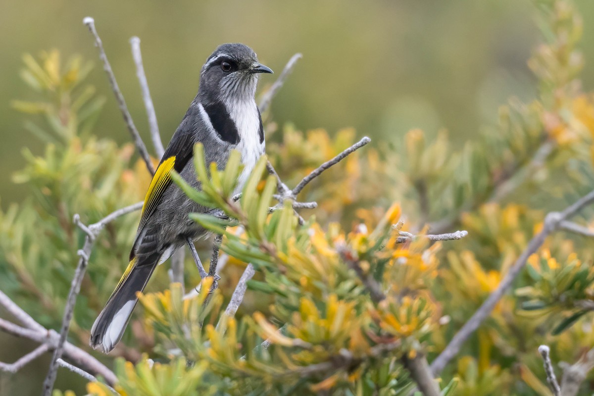 Crescent Honeyeater - ML609626410