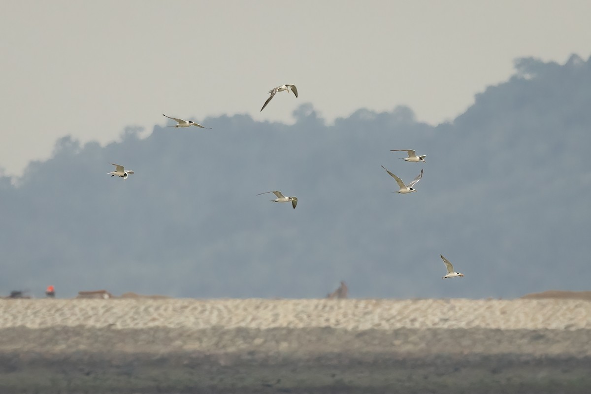 Lesser Crested Tern - ML609626419