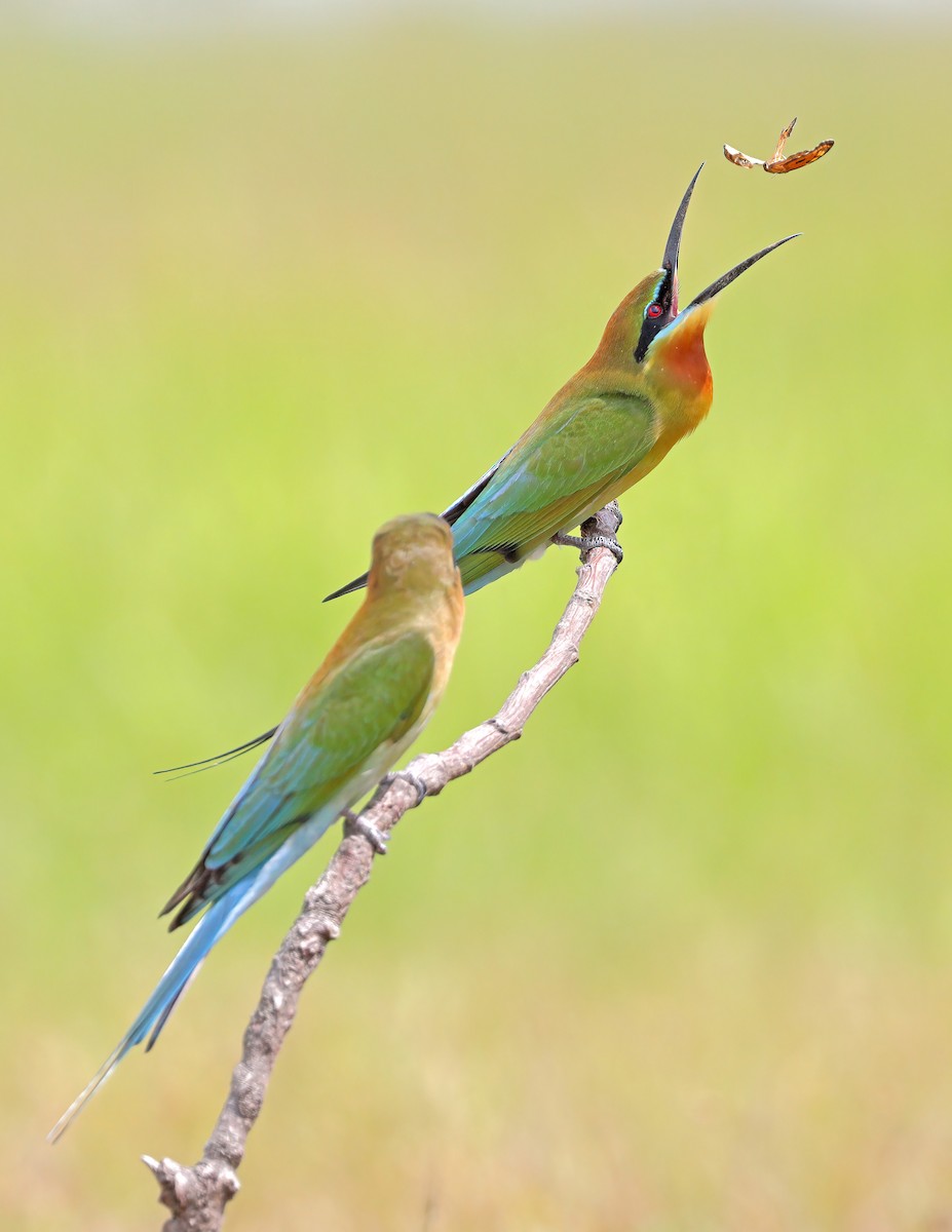 Blue-tailed Bee-eater - ML609626426