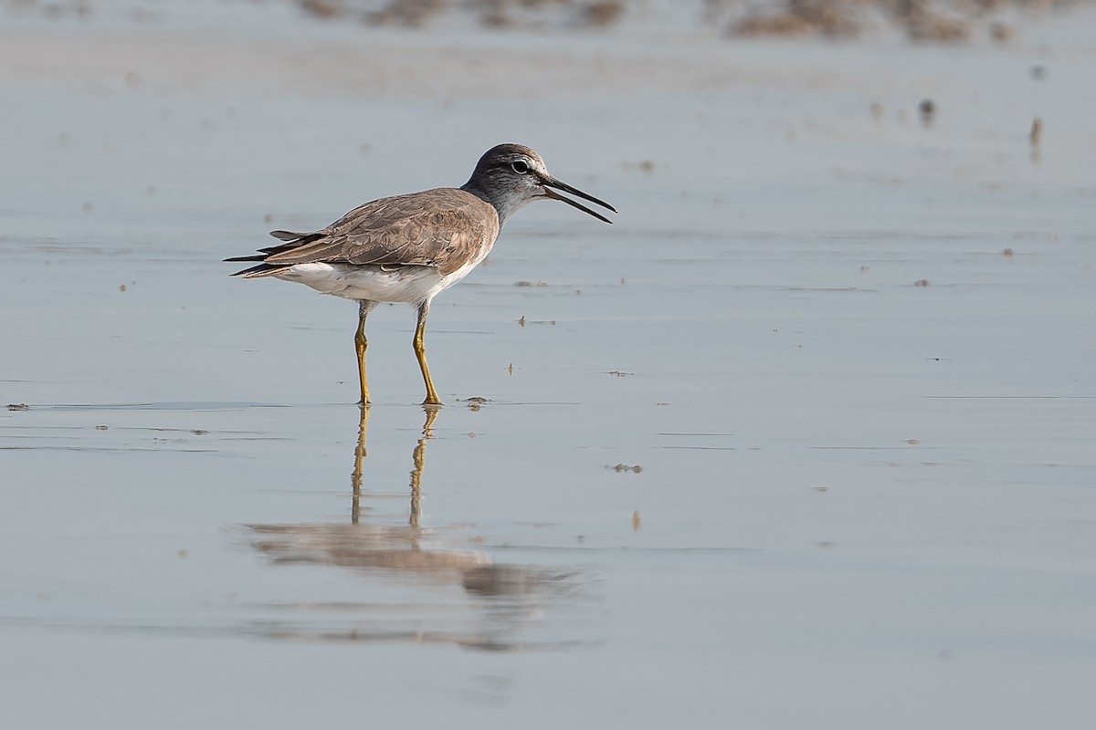 Gray-tailed Tattler - ML609626441