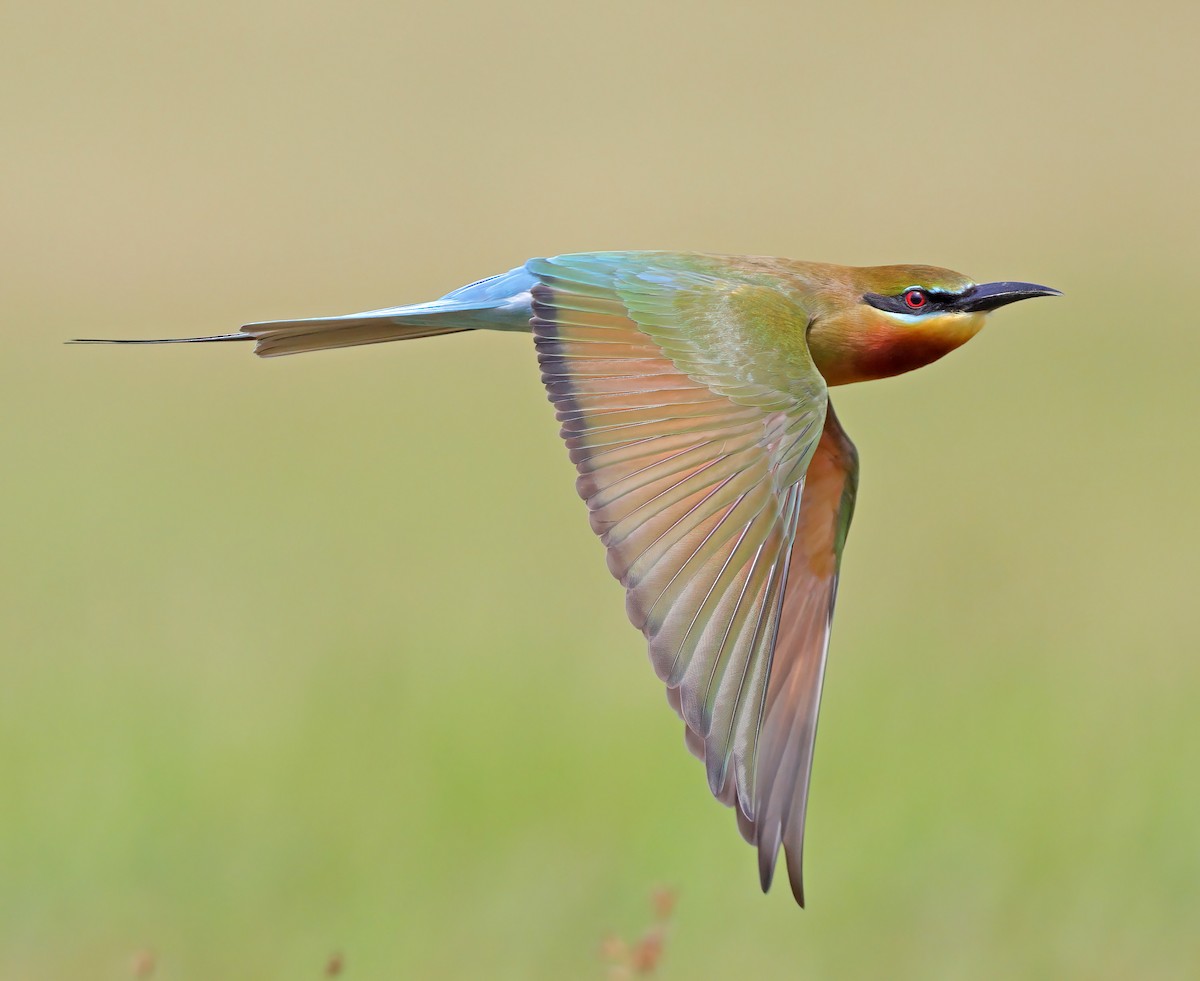 Blue-tailed Bee-eater - ML609626554