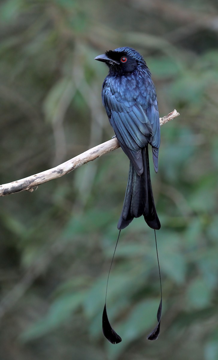 Greater Racket-tailed Drongo - sheau torng lim